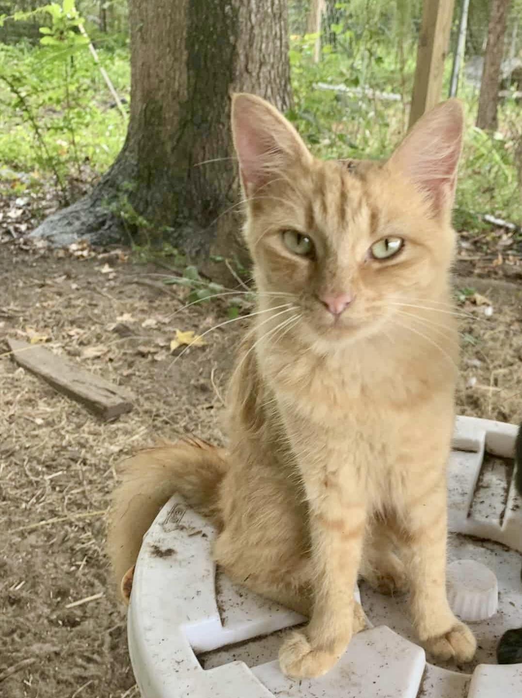 Caramel (courtesy listing)