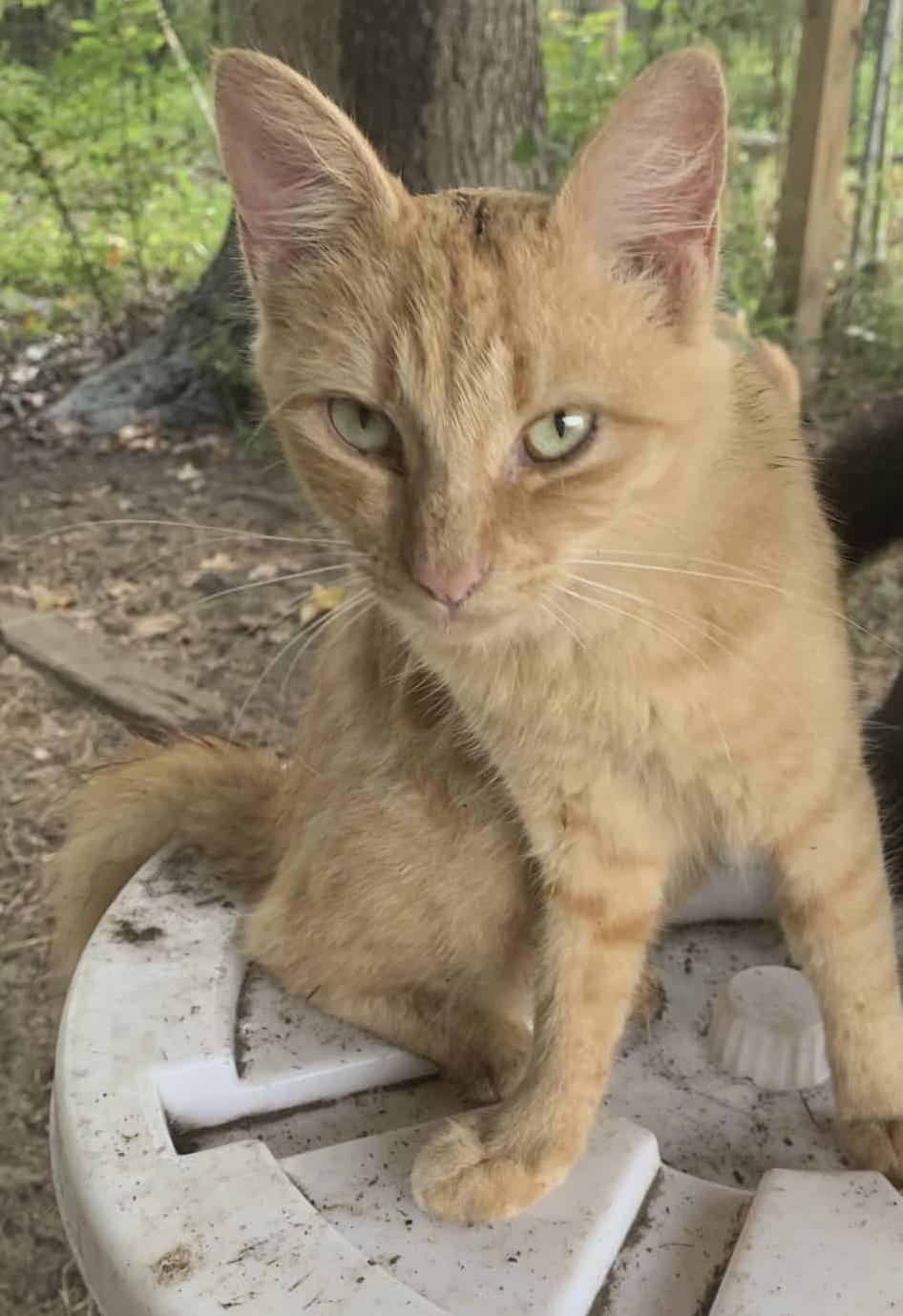 Caramel (courtesy listing)