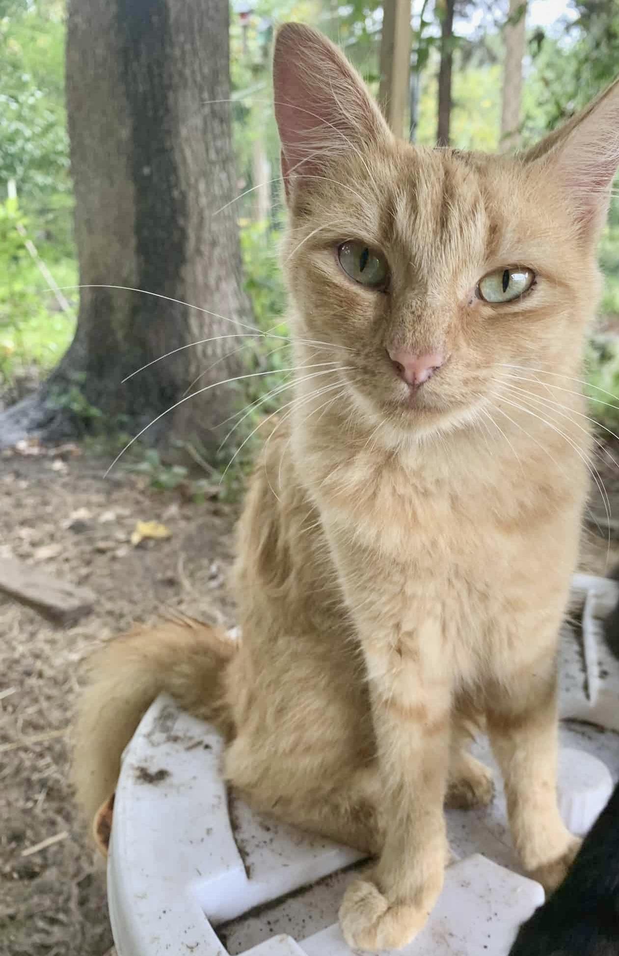 Caramel (courtesy listing)