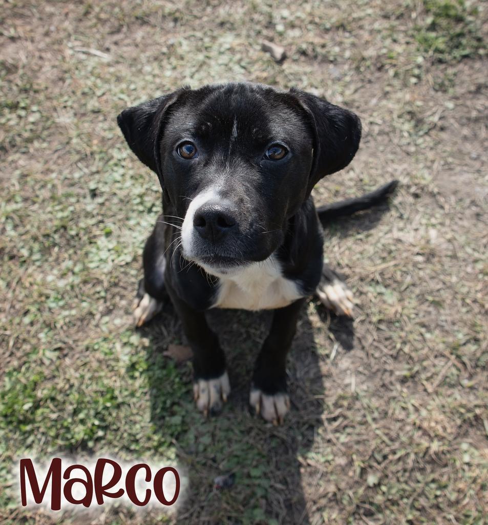 Marco, Adoptable, Young Male Labrador Retriever & Affenpinscher.
