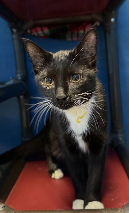 Enlarge Tiny, a Adoptable mixed breed in Harbor Springs, MI image 1/1