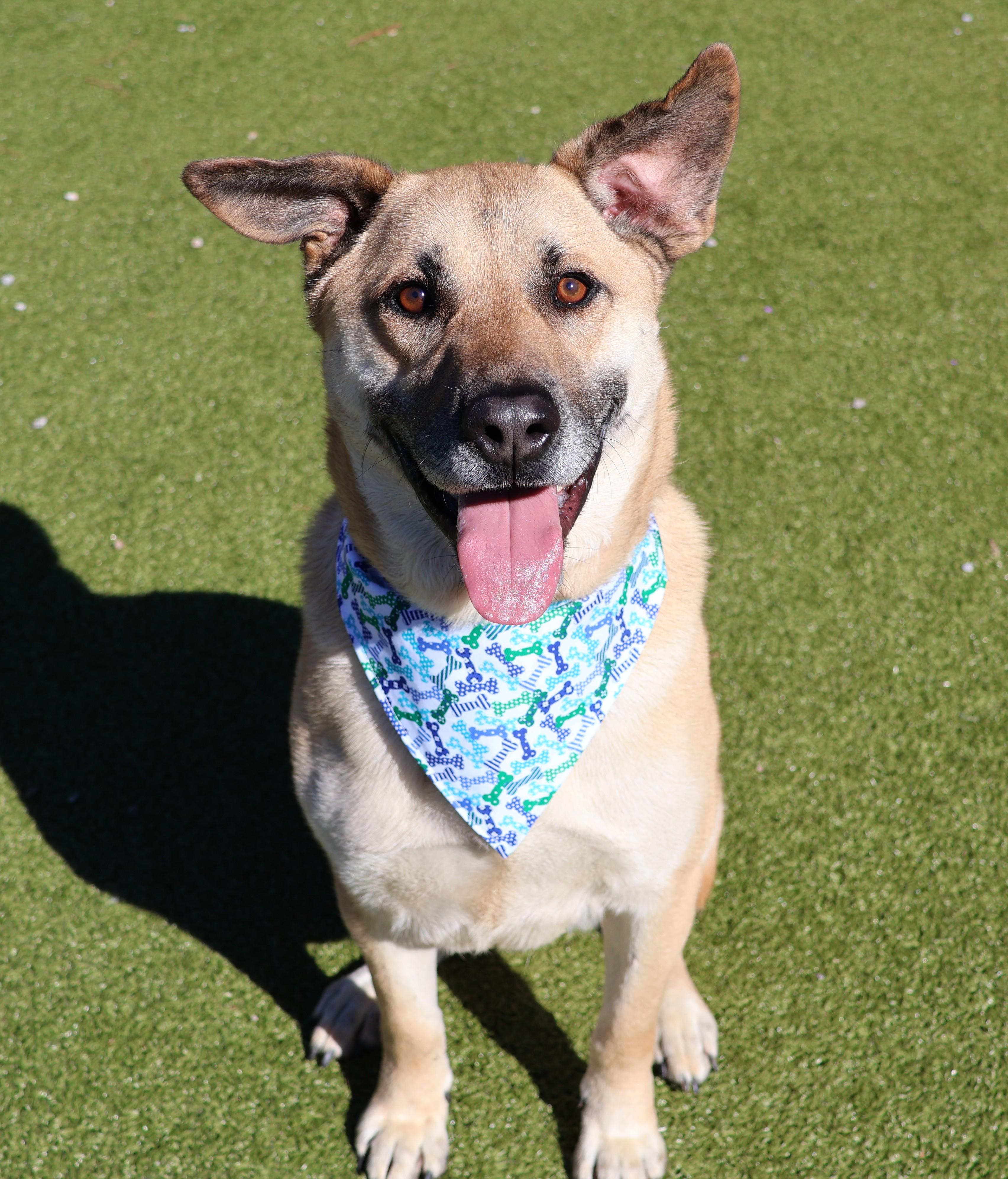 Enlarge Blue, a ADOPTABLE Mixed Breed in Athens, GA image 2/3