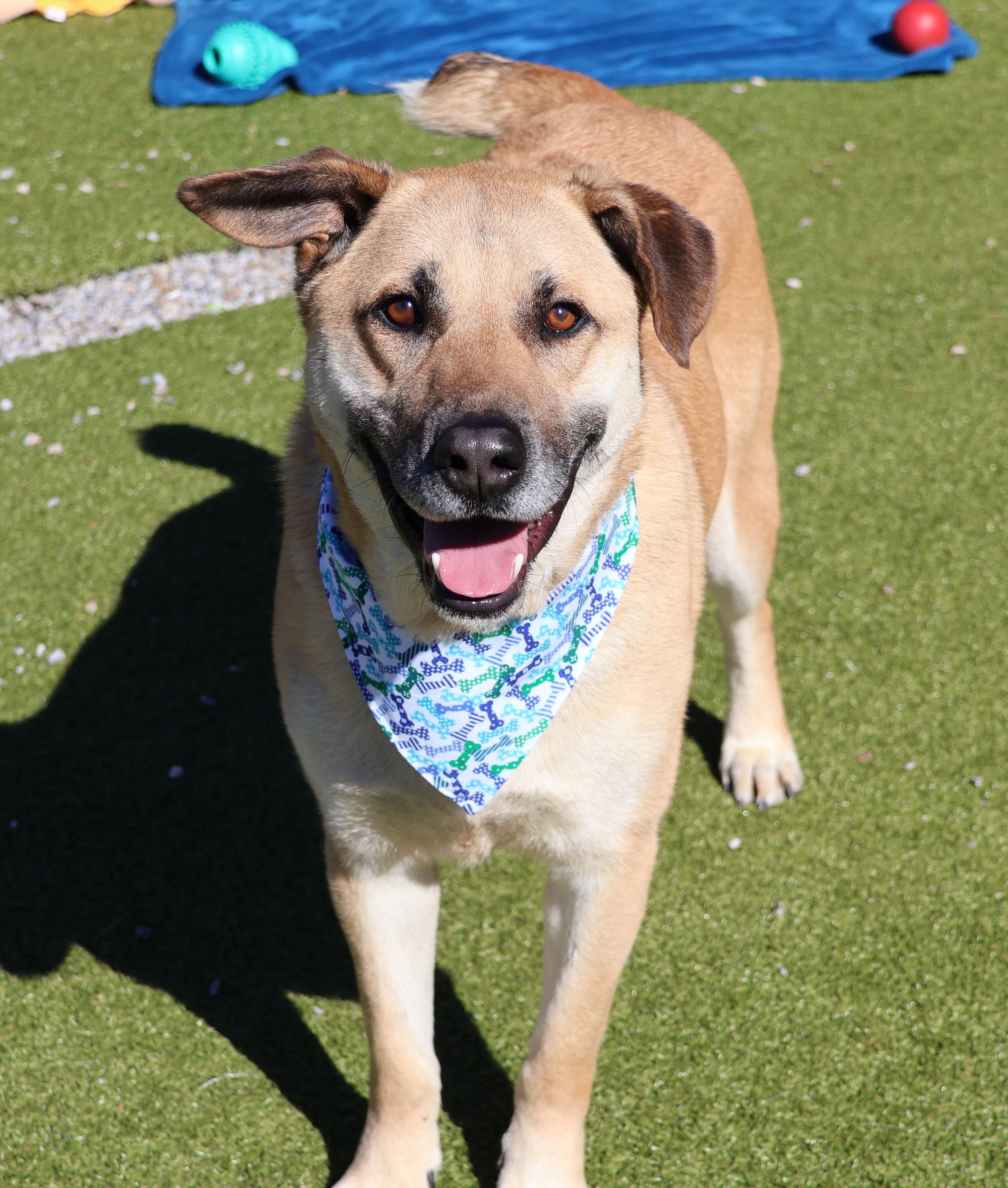Enlarge Blue, a ADOPTABLE Mixed Breed in Athens, GA image 3/3