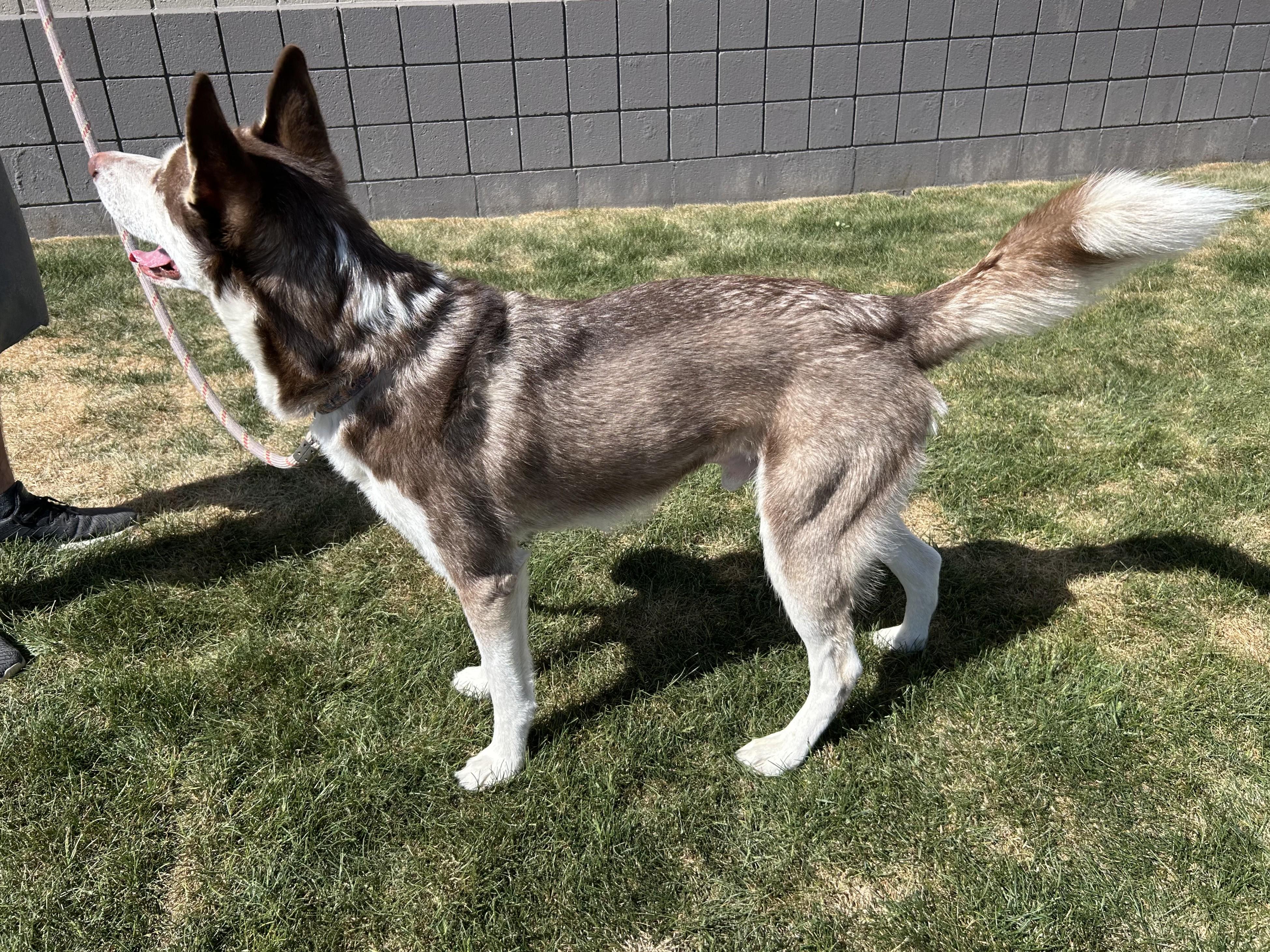 Bruno, an adoptable Husky in Millville, UT, 84326 | Photo Image 4