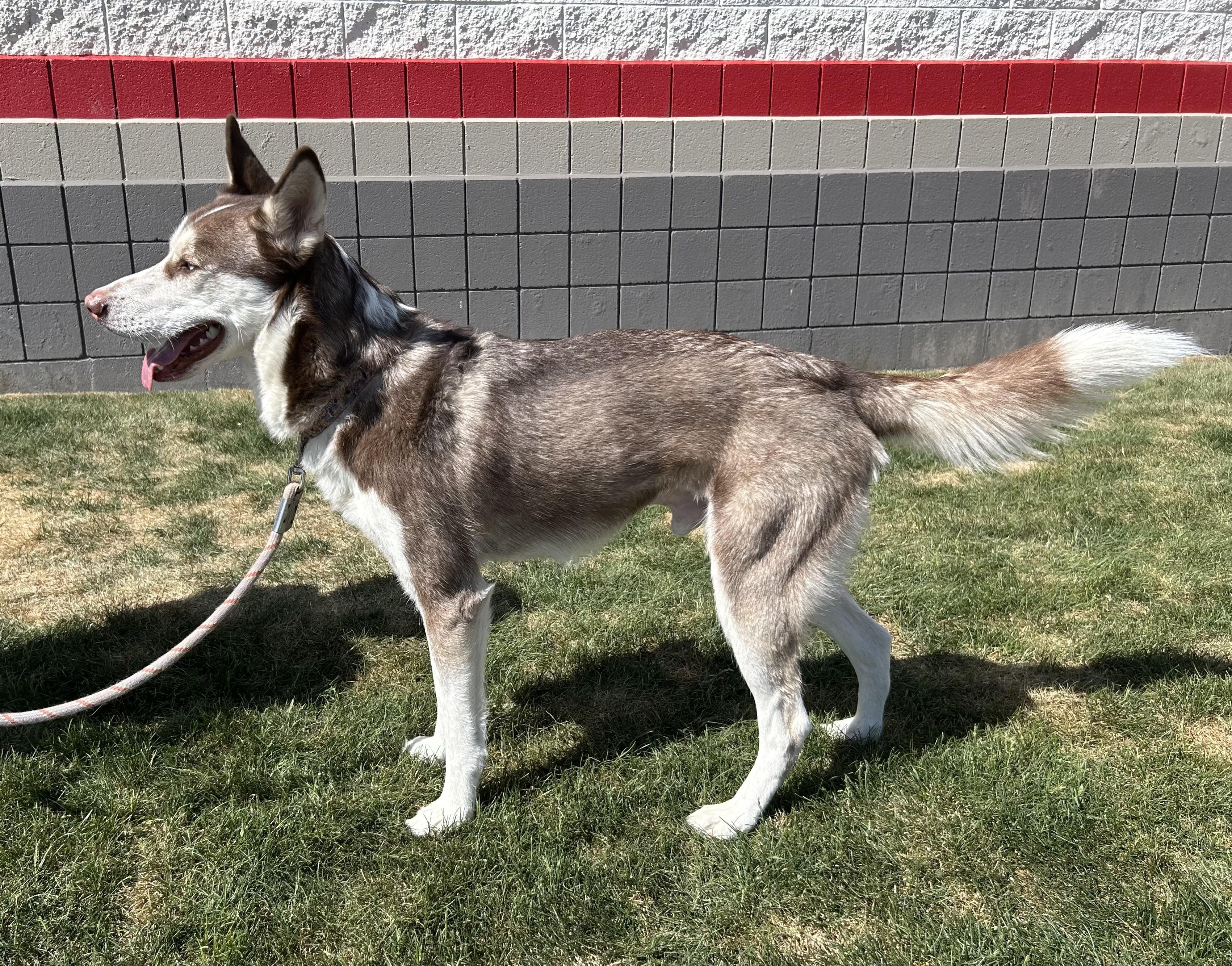 Bruno, an adoptable Husky in Millville, UT, 84326 | Photo Image 3