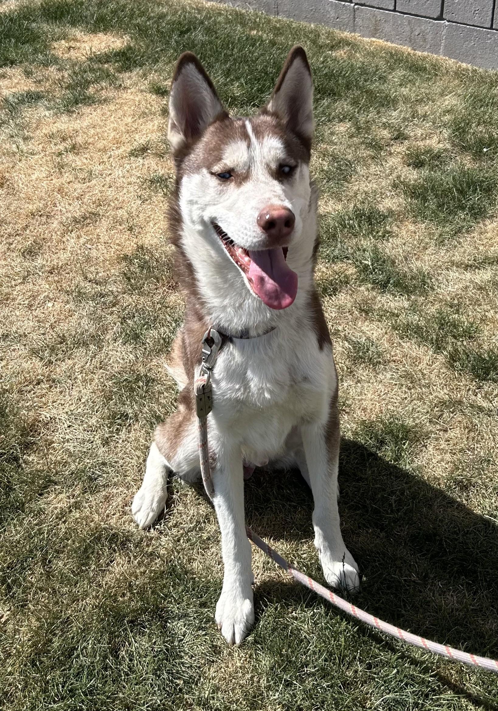 Bruno, an adoptable Husky in Millville, UT, 84326 | Photo Image 2