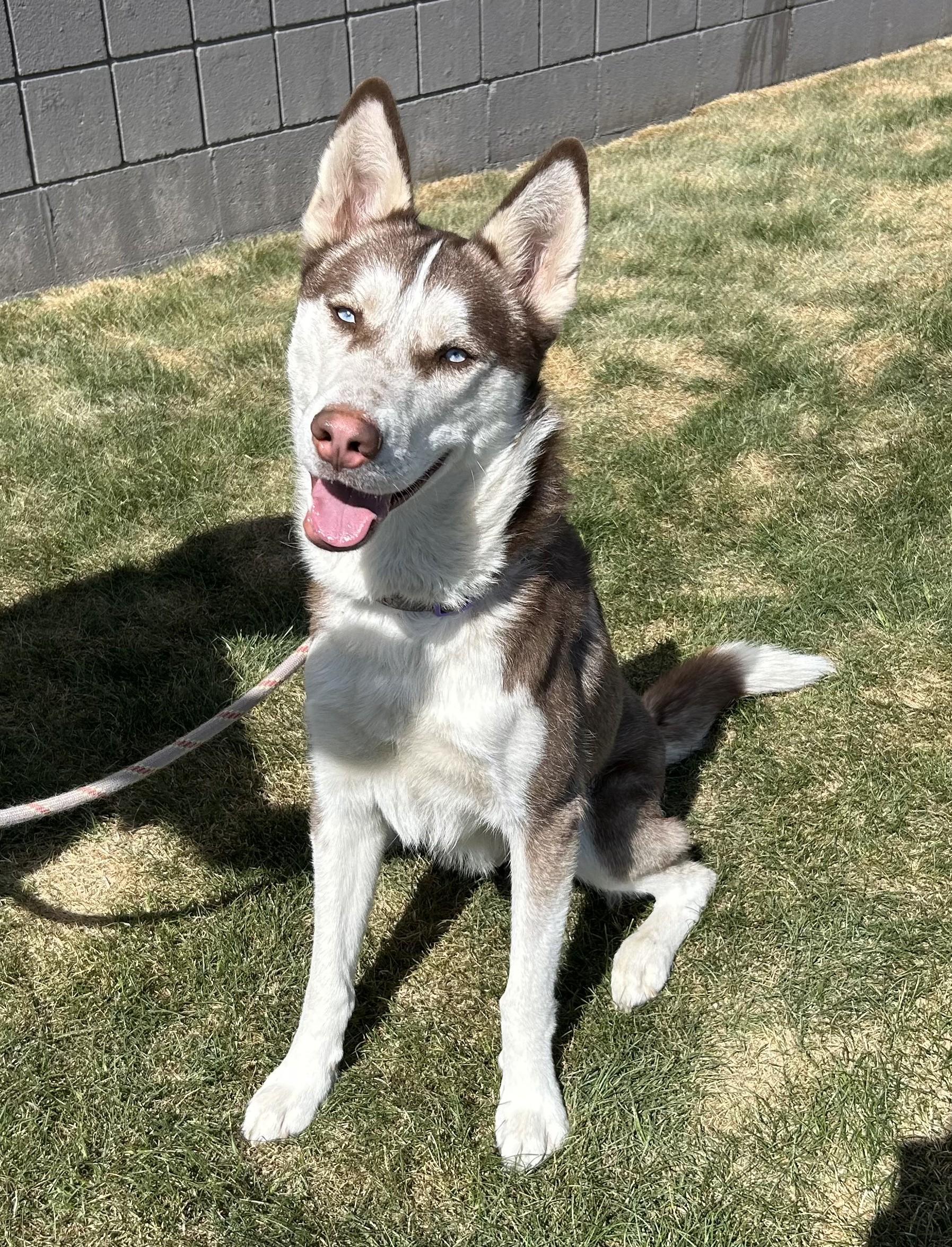 Bruno, an adoptable Husky in Millville, UT, 84326 | Photo Image 1