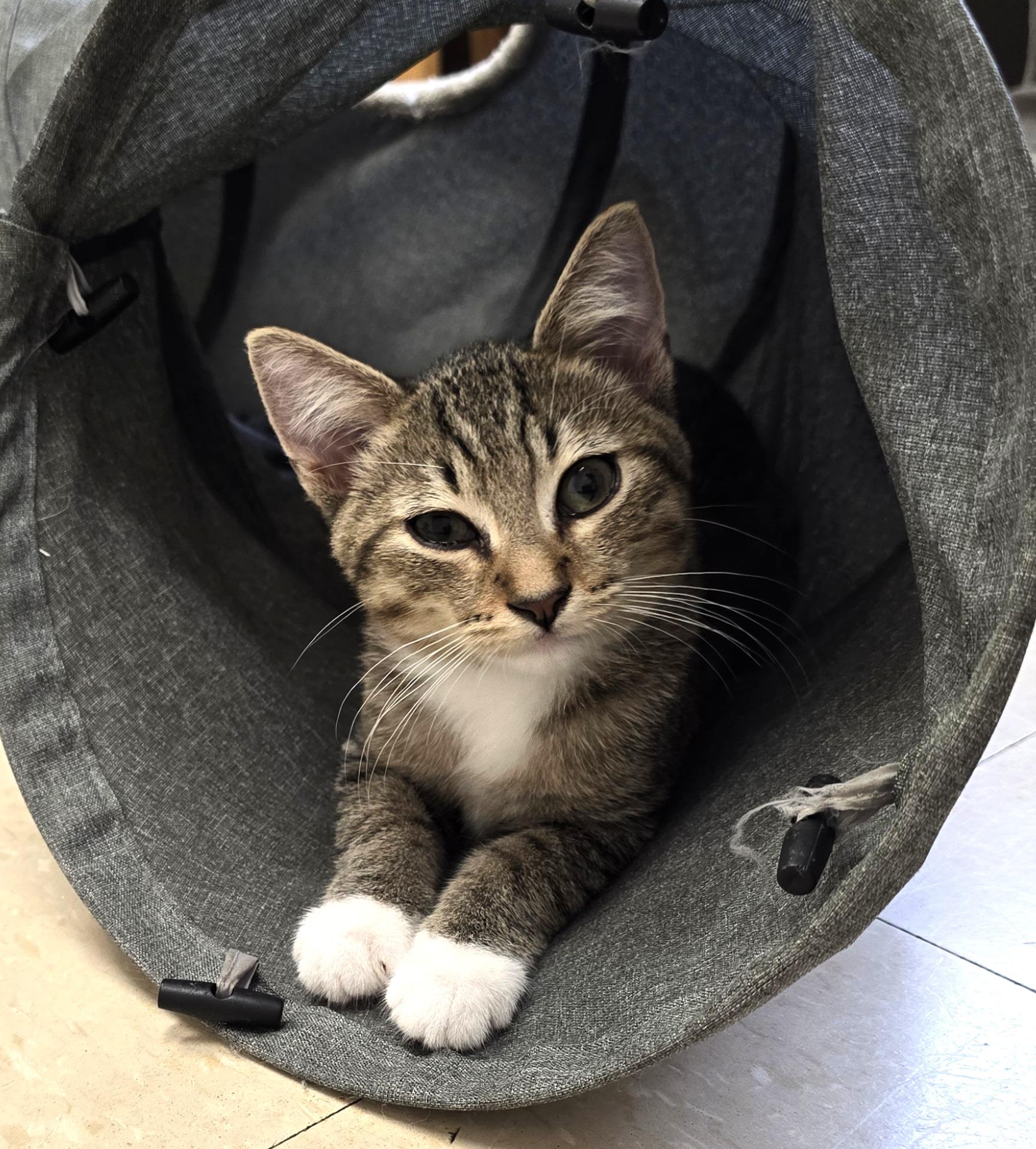 Nike, ADOPTABLE, Kitten Male Domestic Short Hair.