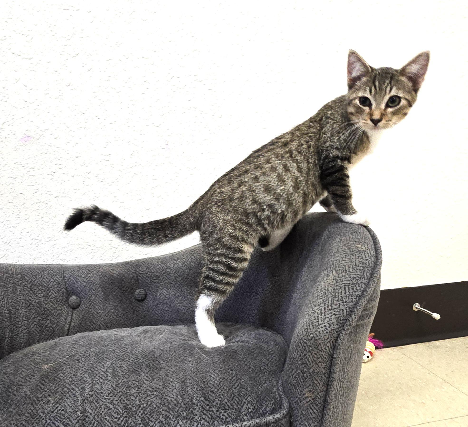 Enlarge Nike, a ADOPTABLE Domestic Short Hair in Red Wing, MN image 2/2