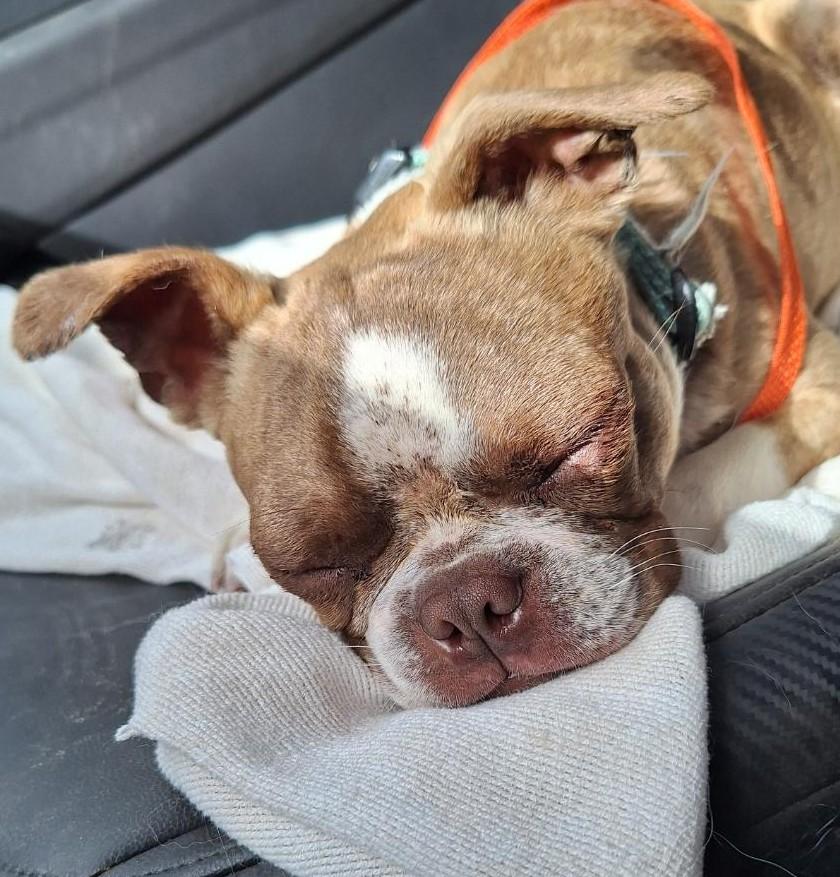 Bugsy, an adopted Boston Terrier in Salem, OR image 2/3