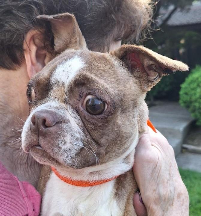 Bugsy, an adopted Boston Terrier in Salem, OR image 1/3