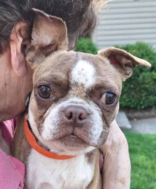 Bugsy, an adopted Boston Terrier in Salem, OR image 3/3