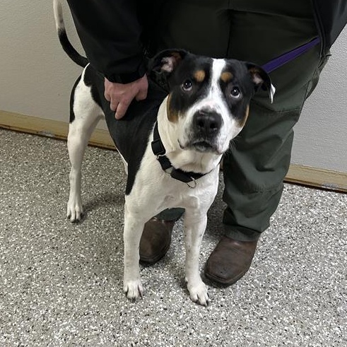 Tony , ADOPTABLE, Adult Male American Bulldog.