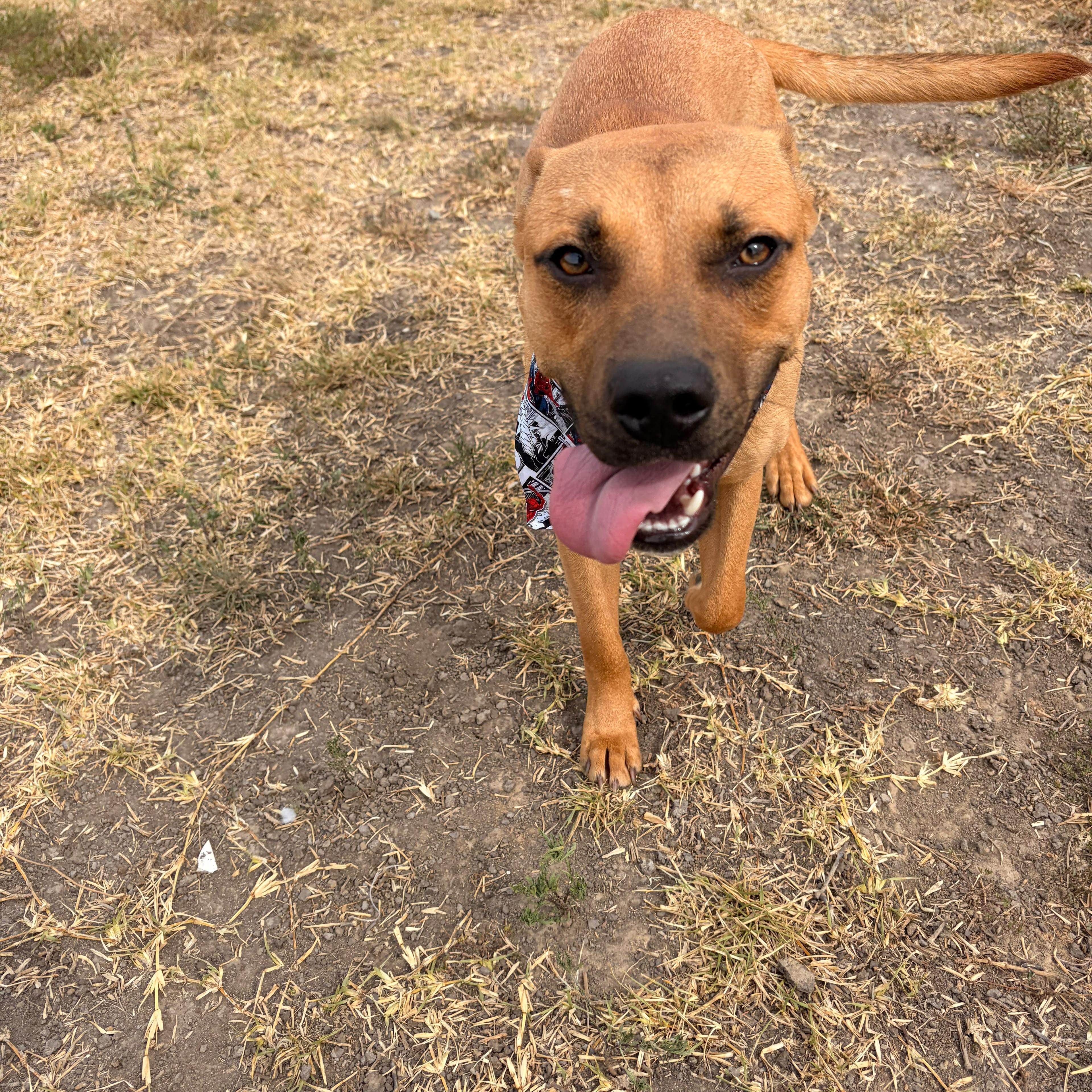 Benji, a ADOPTABLE mixed breed in Yonkers, NY image 5/6