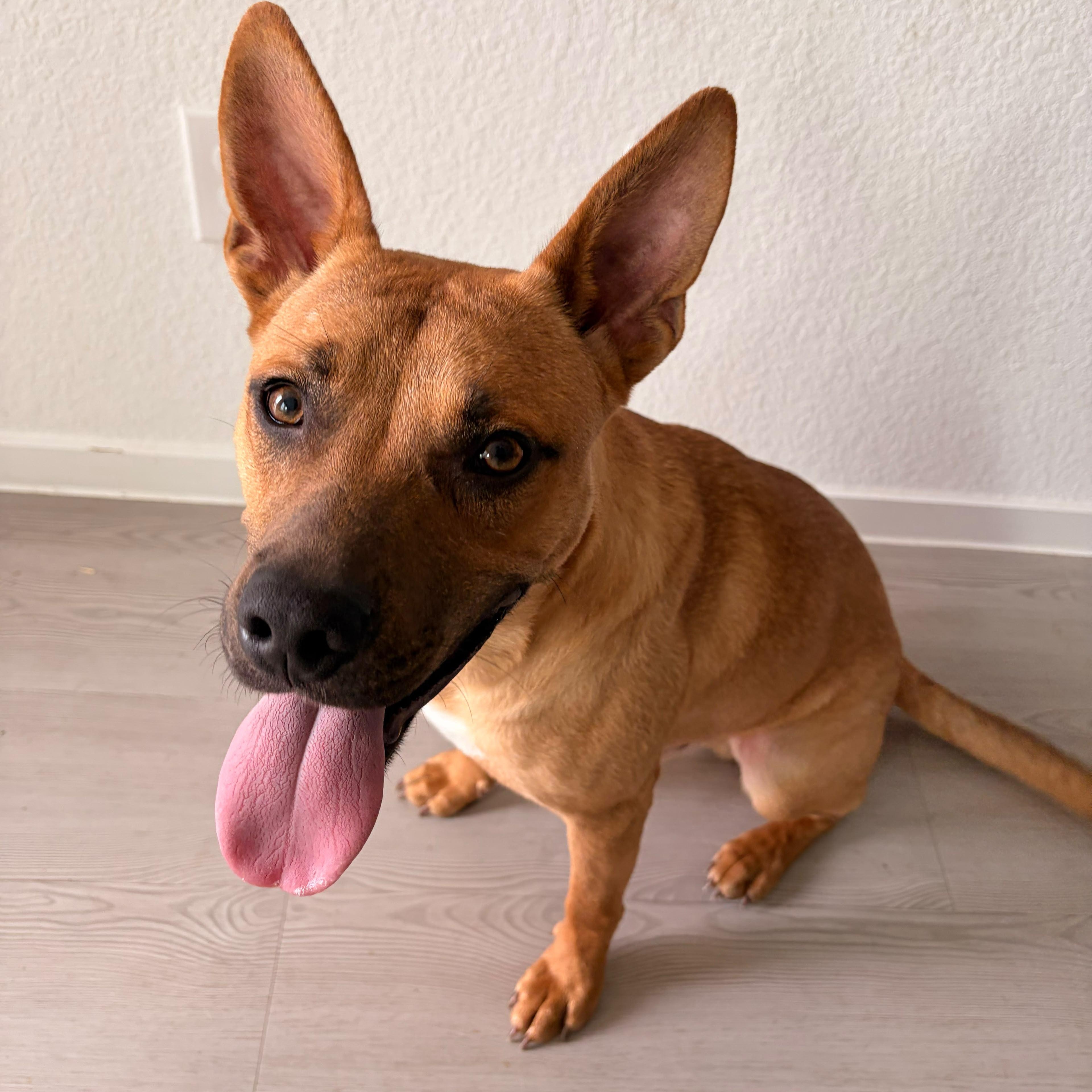 Benji, a ADOPTABLE mixed breed in Yonkers, NY image 3/6