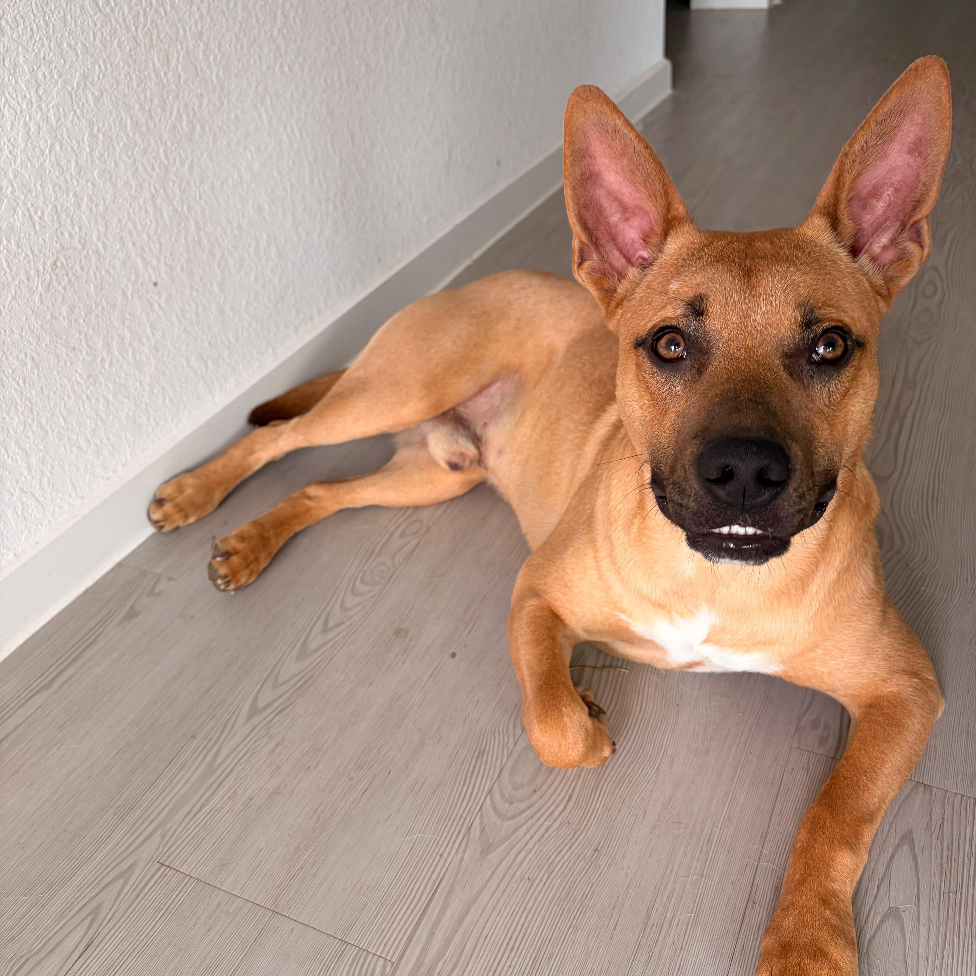 Benji, a ADOPTABLE mixed breed in Yonkers, NY image 1/6