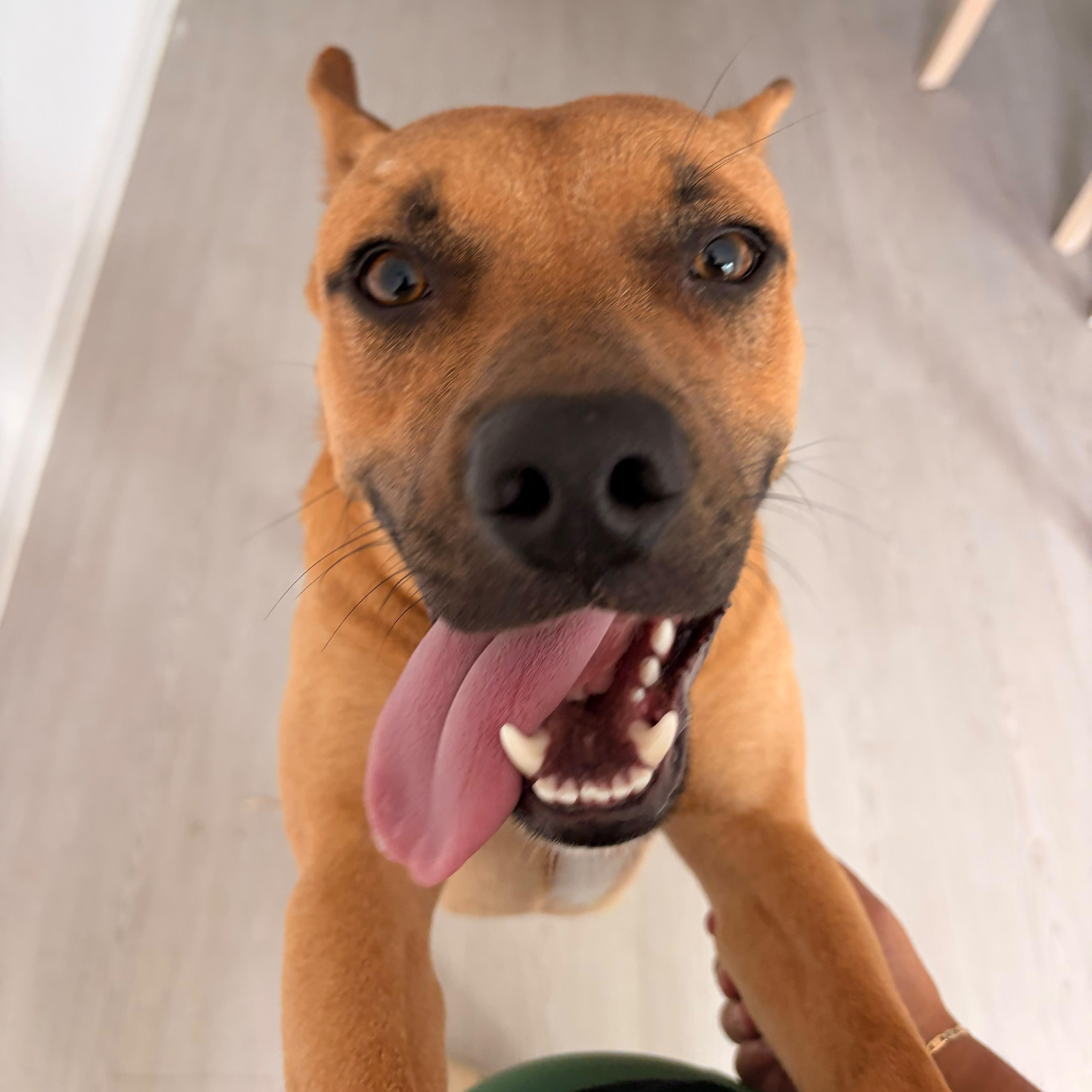 Benji, a ADOPTABLE mixed breed in Yonkers, NY image 2/6