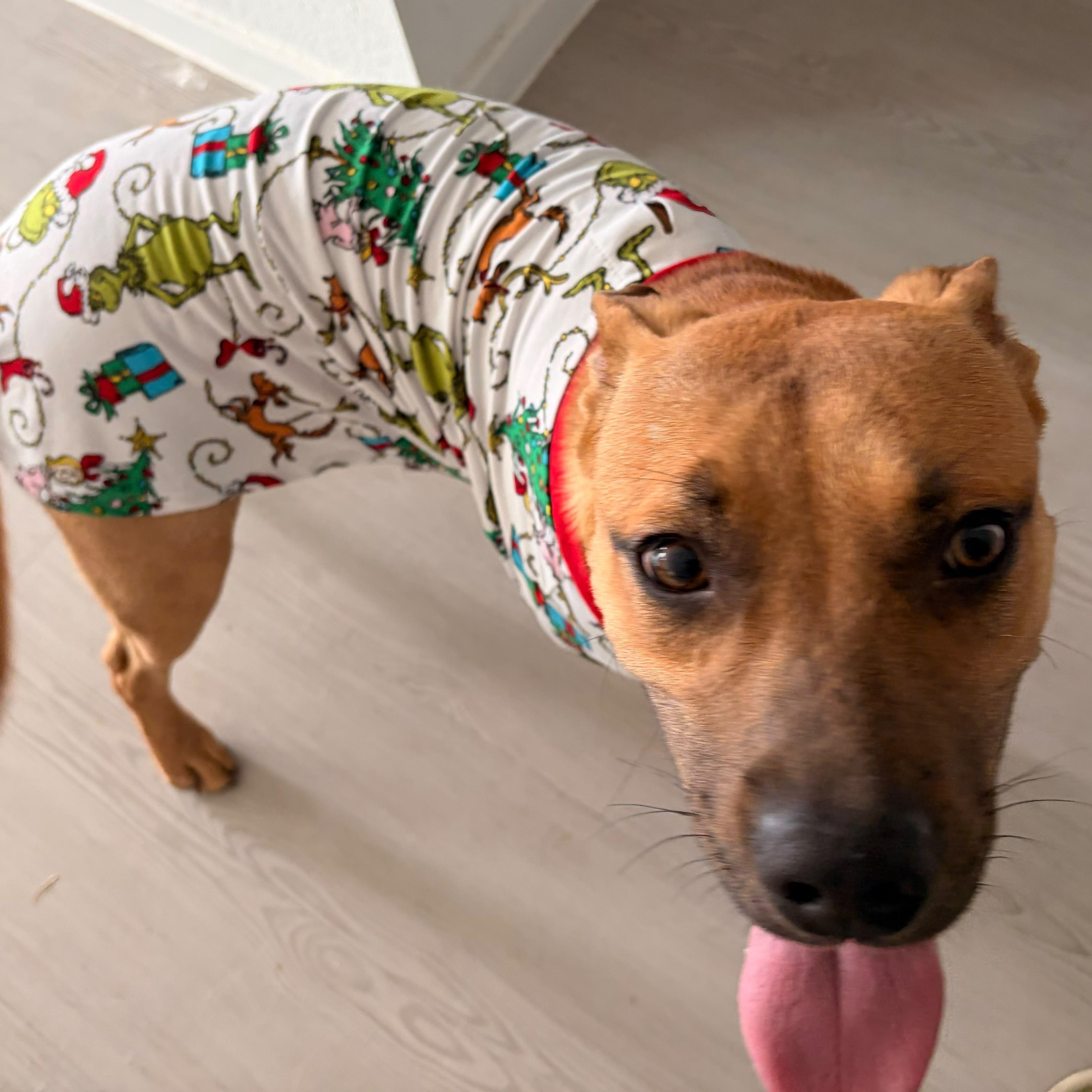 Benji, a ADOPTABLE mixed breed in Yonkers, NY image 4/6