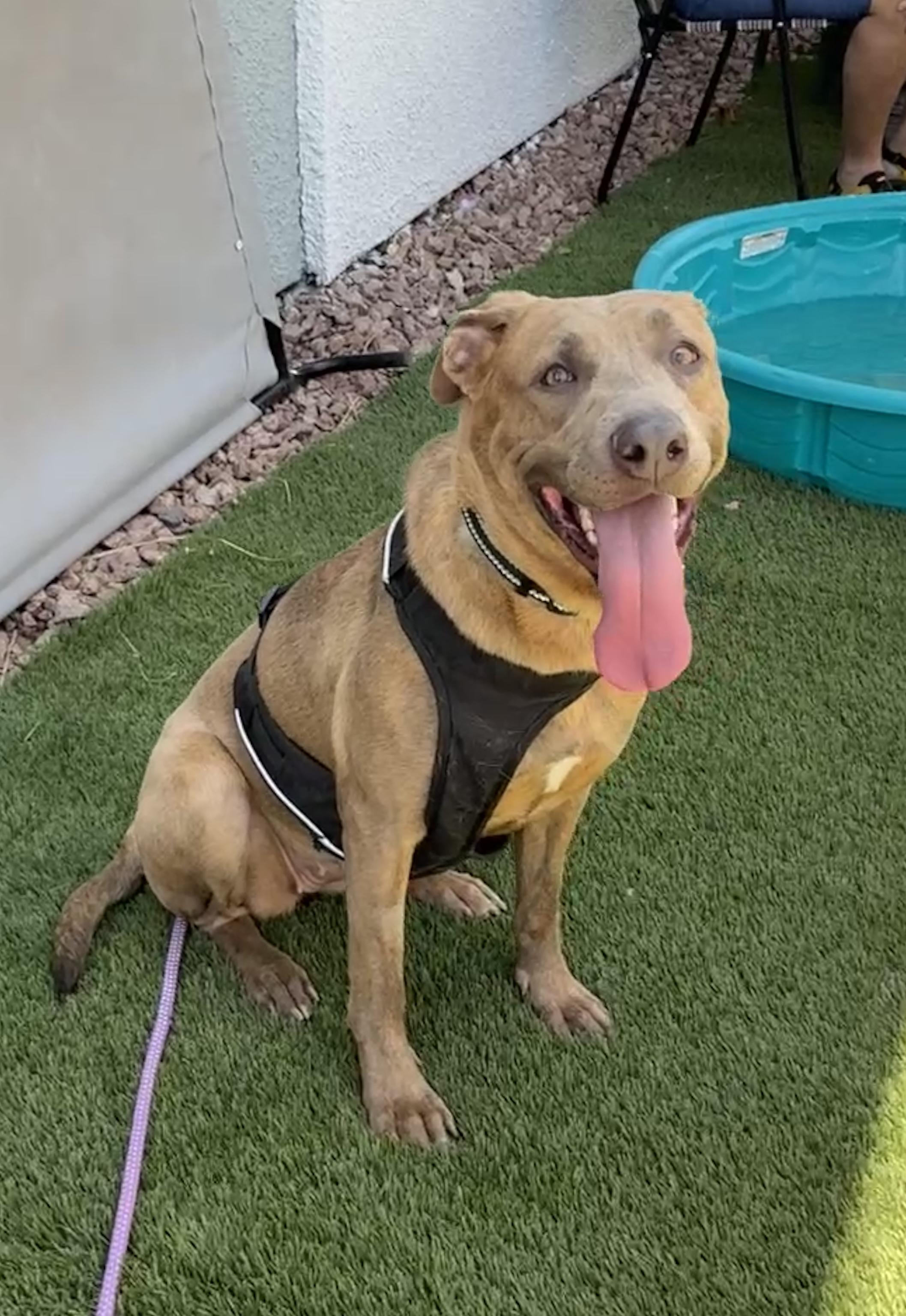 Enlarge SHEILA, a Adoptable mixed breed in Las Vegas, NV image 1/5