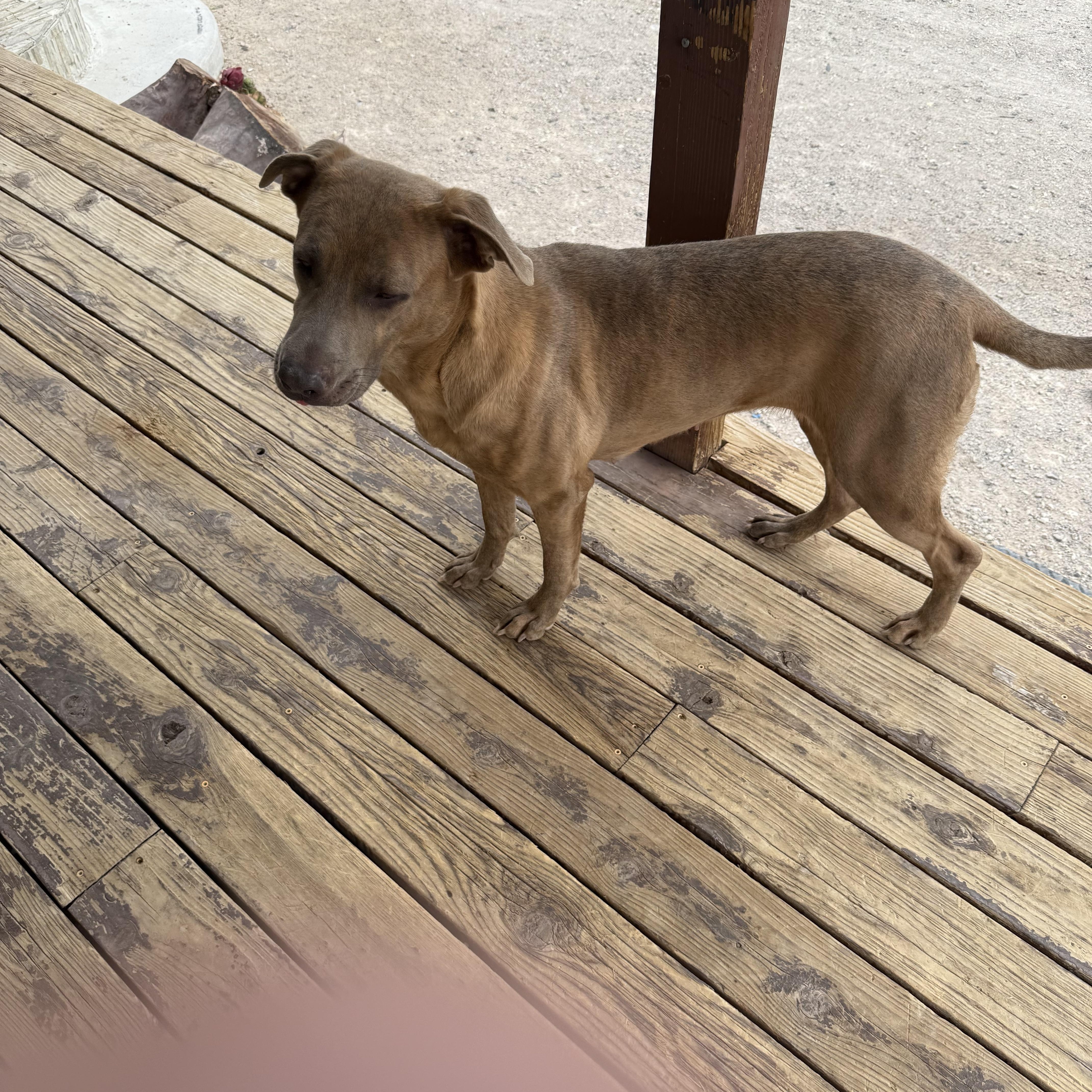 Enlarge SHEILA, a Adoptable mixed breed in Las Vegas, NV image 4/5