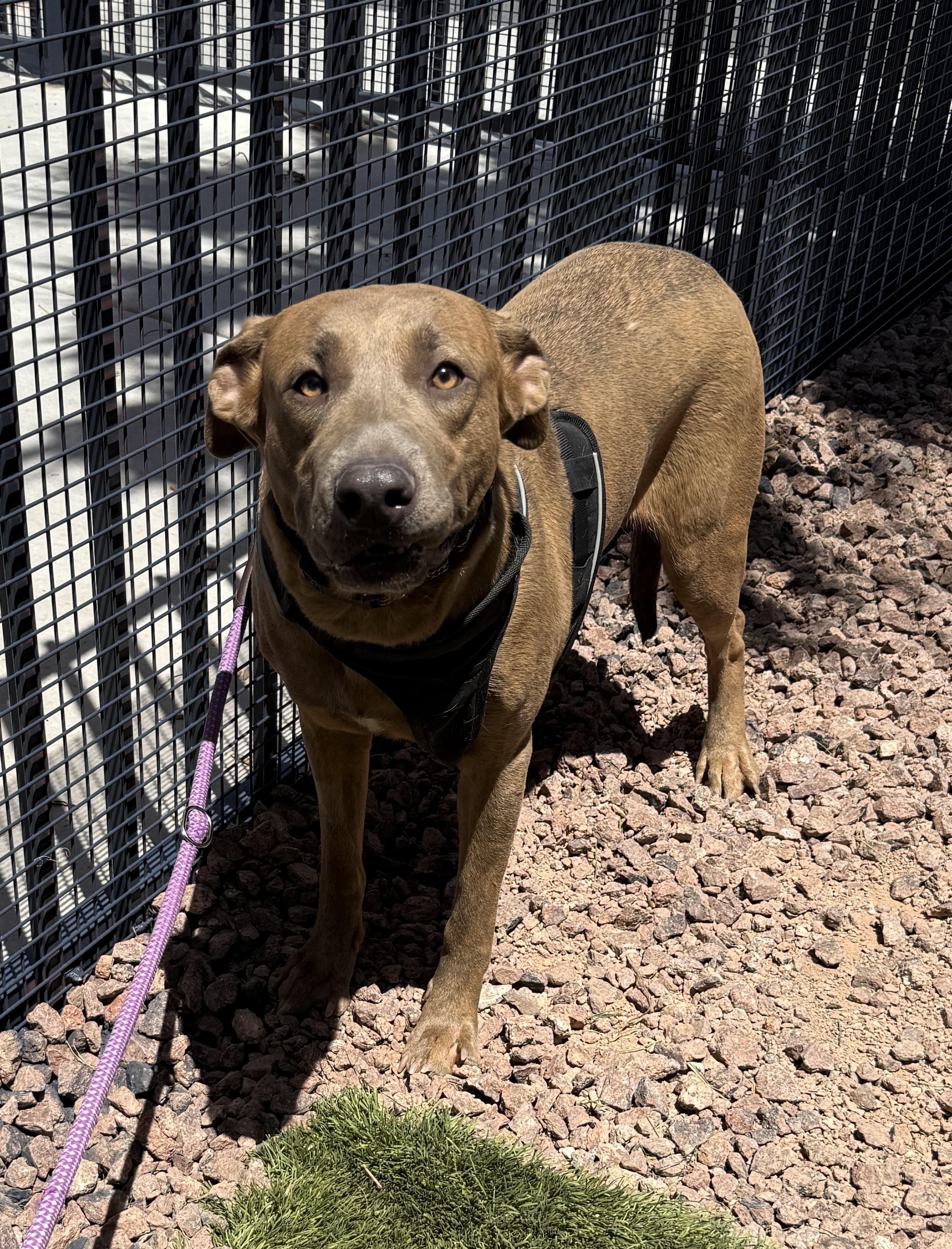 Enlarge SHEILA, a Adoptable mixed breed in Las Vegas, NV image 5/5