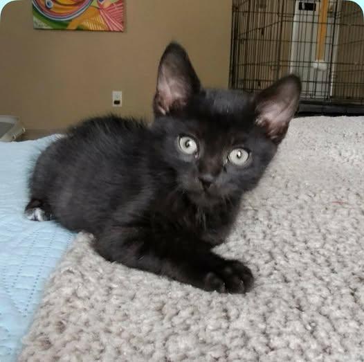 Potiron, adopted, Kitten Male Domestic Short Hair.