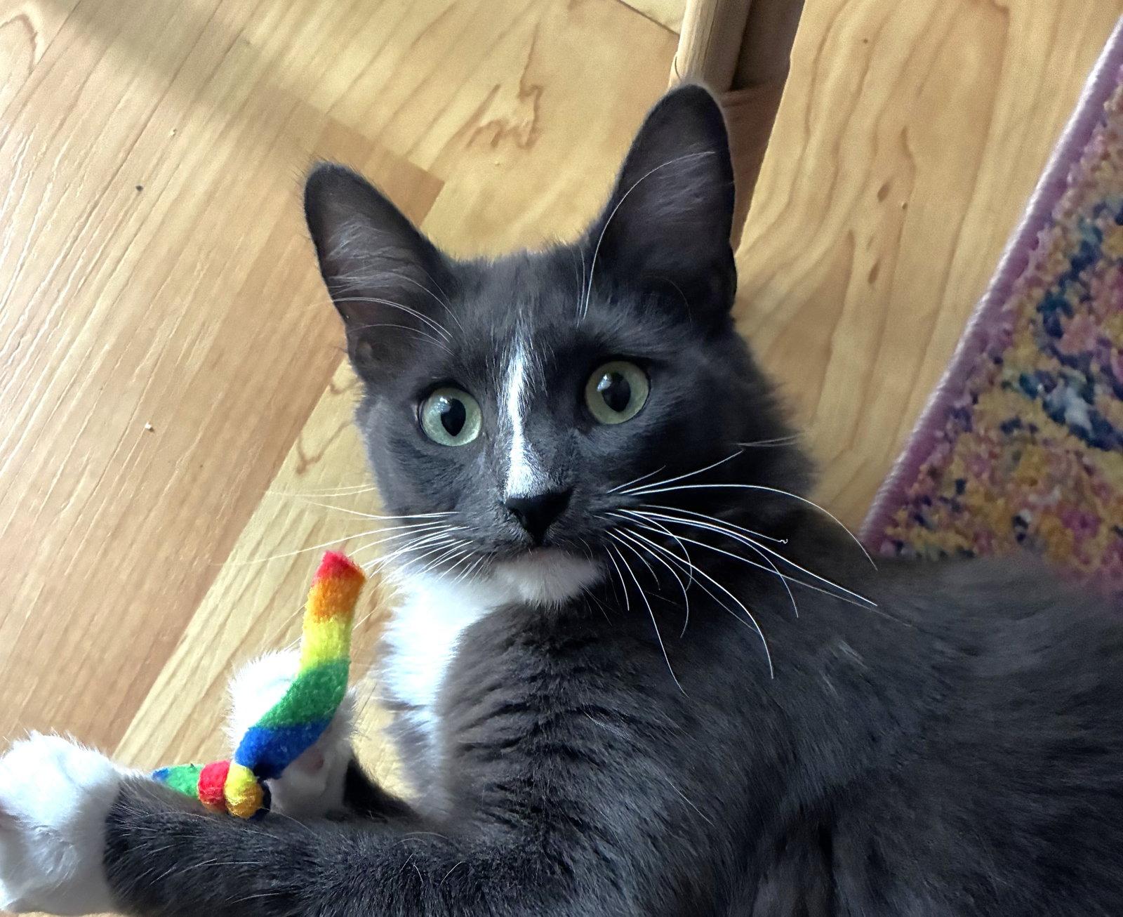 Misty, a Adopted Domestic Medium Hair in Oakland, CA image 1/3
