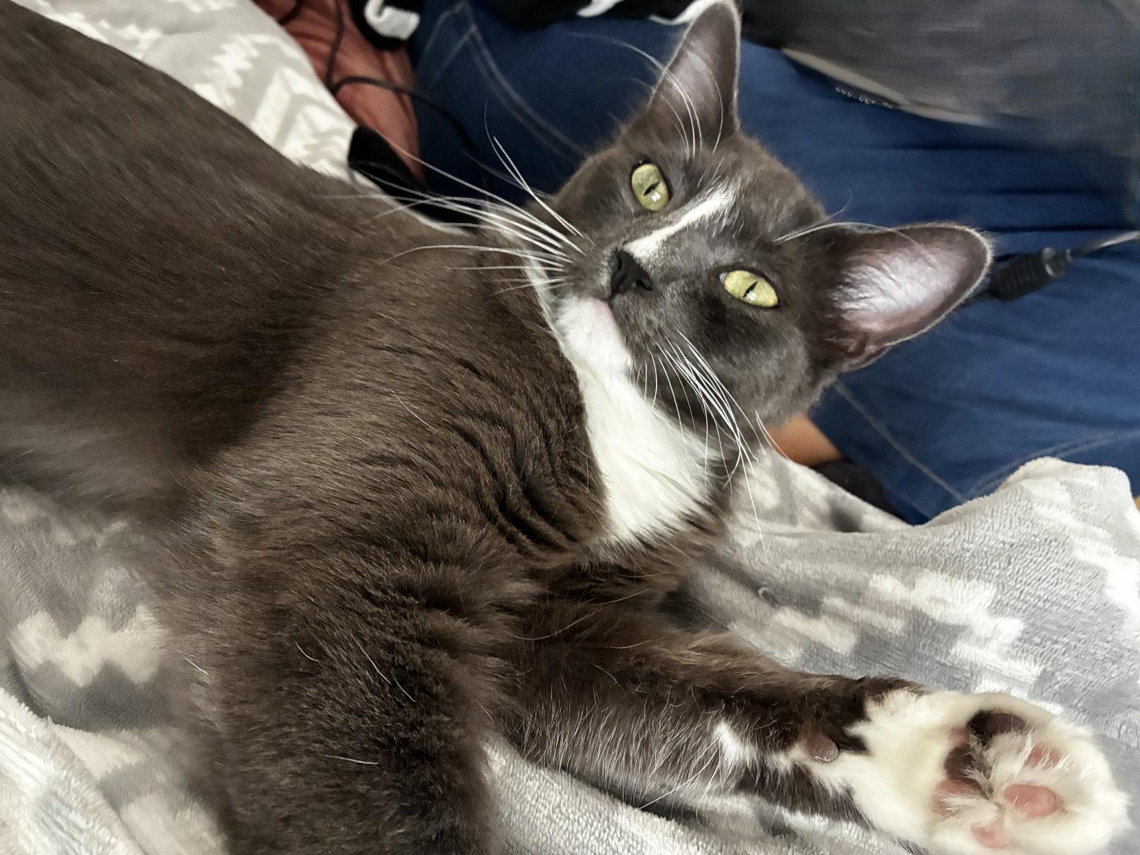 Misty, a Adopted Domestic Medium Hair in Oakland, CA image 2/3