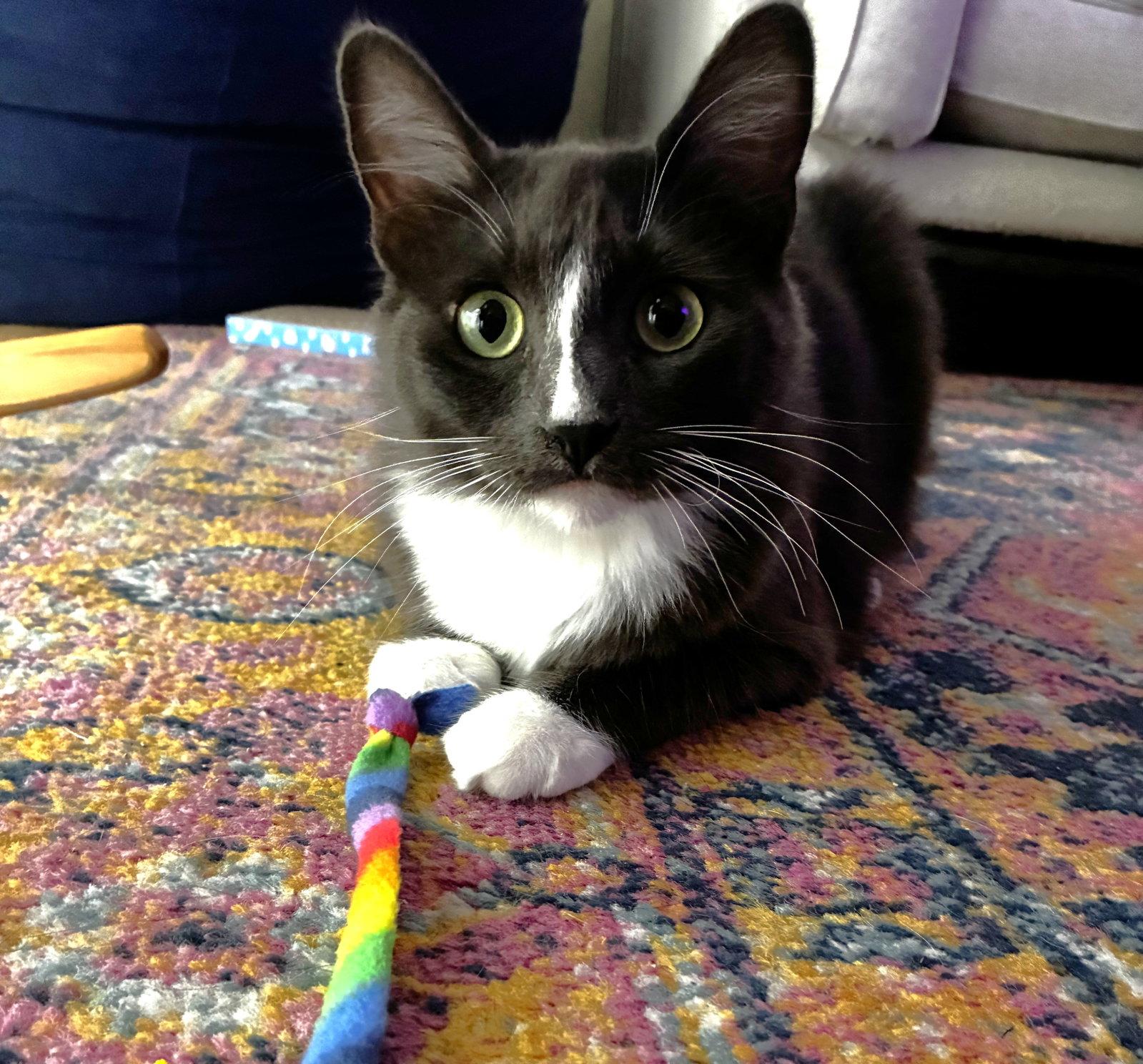Misty, a Adopted Domestic Medium Hair in Oakland, CA image 3/3