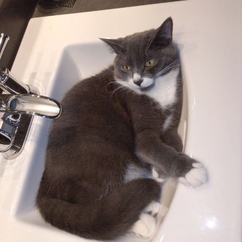 Sami, a Adoptable Domestic Short Hair in Montreal, QC image 1/8