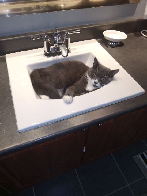 Sami, a Adoptable Domestic Short Hair in Montreal, QC image 2/8