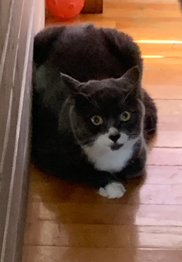 Sami, a Adoptable Domestic Short Hair in Montreal, QC image 3/8