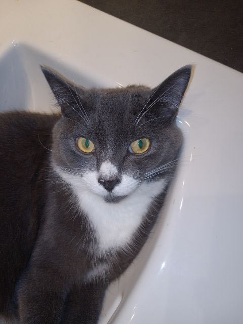 Sami, a Adoptable Domestic Short Hair in Montreal, QC image 4/8