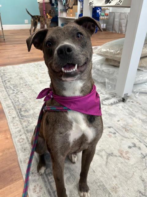 Enlarge Empire *CL*, a Adoptable Catahoula Leopard Dog in Kansas City, MO image 1/2