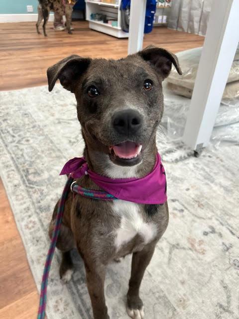 Enlarge Empire *CL*, a Adoptable Catahoula Leopard Dog in Kansas City, MO image 2/2