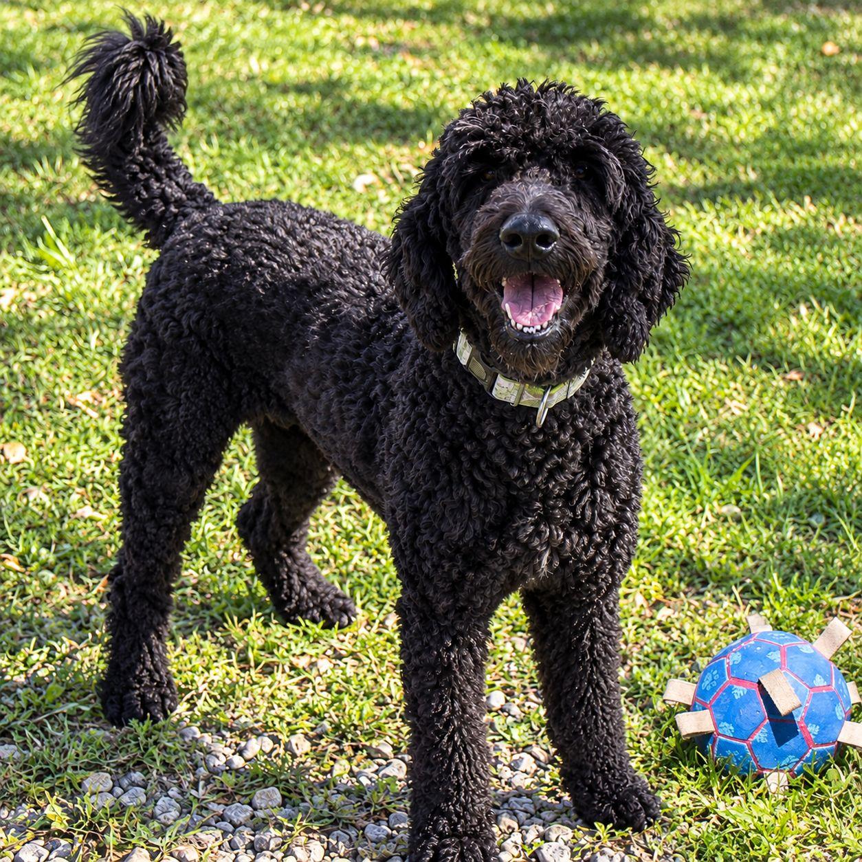 Delilah, Adoptable, Adult Female Standard Poodle.
