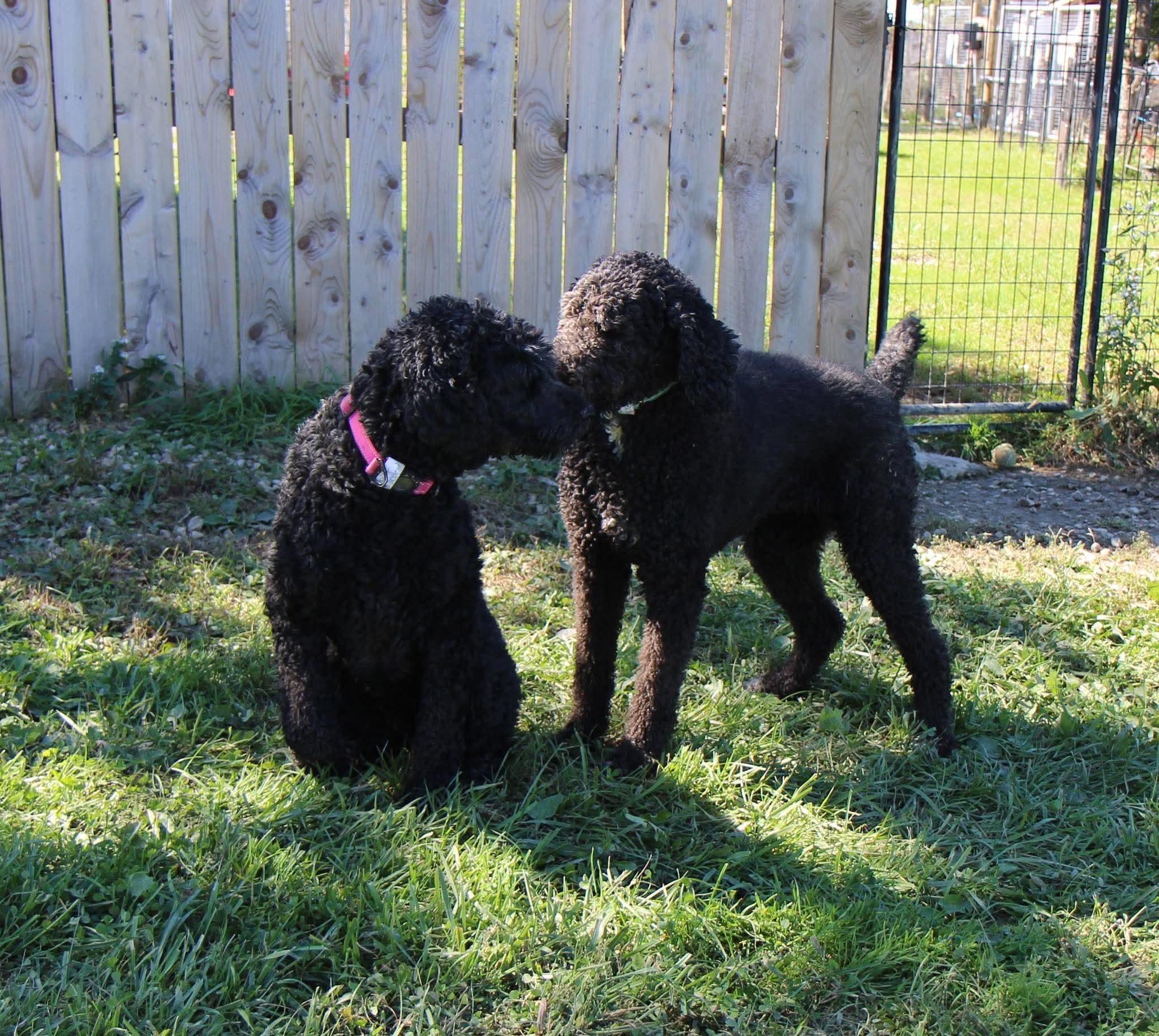 Enlarge Delilah, a Adoptable Standard Poodle in Plain City, OH image 2/6
