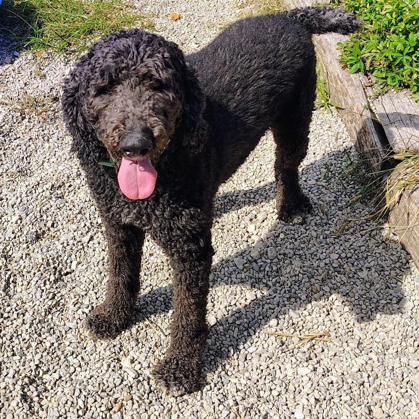 Enlarge Delilah, a Adoptable Standard Poodle in Plain City, OH image 3/6