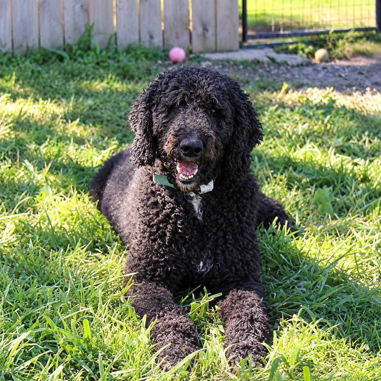 Enlarge Delilah, a Adoptable Standard Poodle in Plain City, OH image 4/6