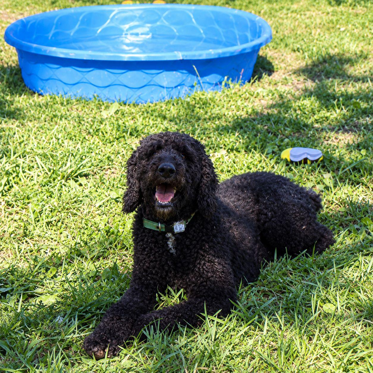 Enlarge Delilah, a Adoptable Standard Poodle in Plain City, OH image 6/6