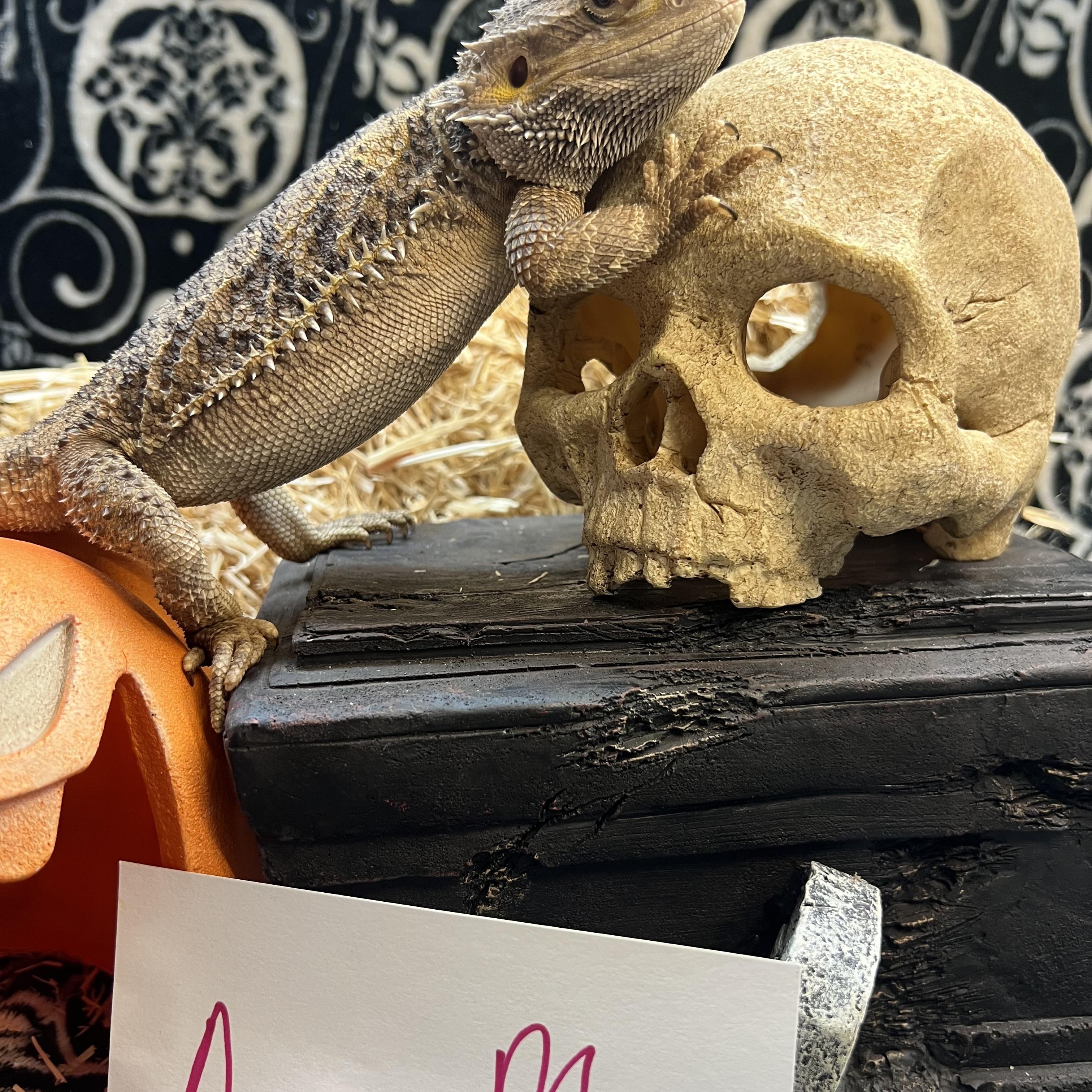 Anna Marie, Adoptable, Adult Unknown Bearded Dragon.