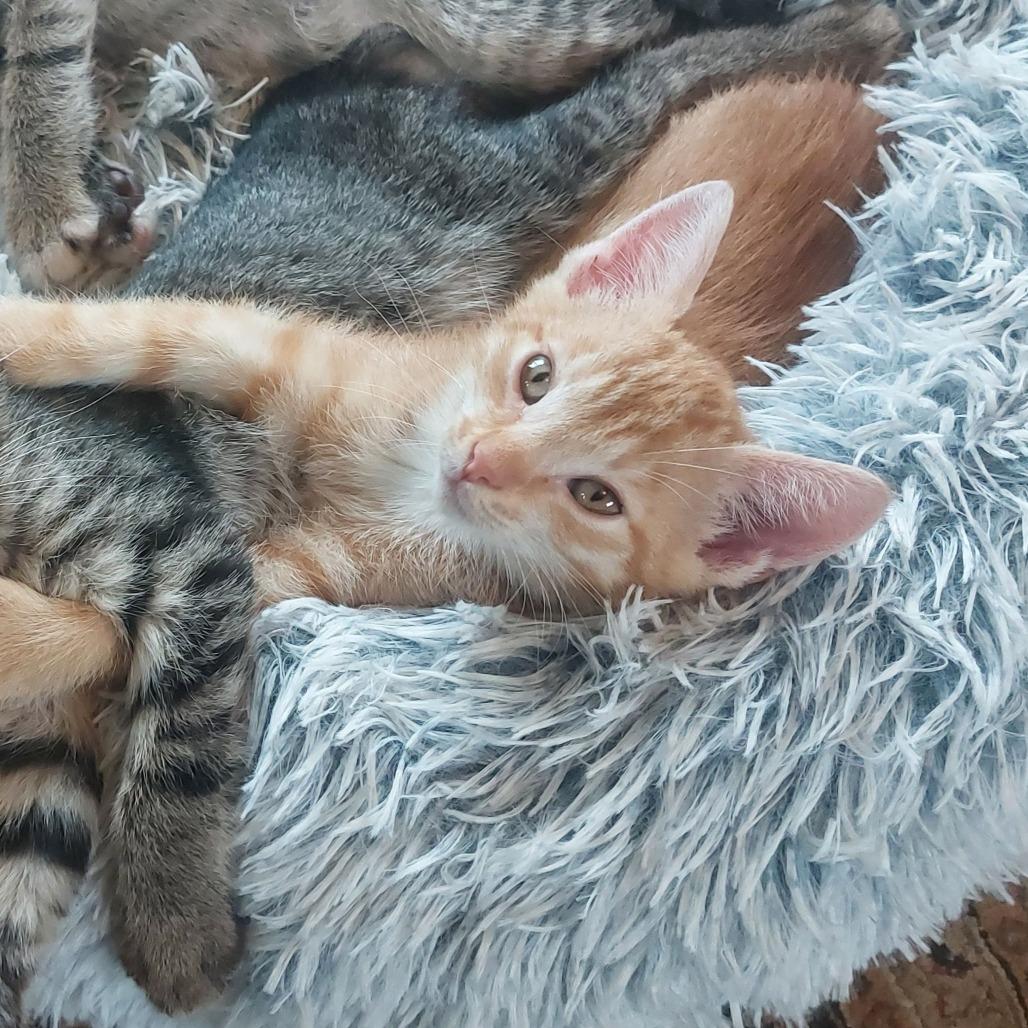 Angus (bonded with Fiona), Adoptable, Kitten Male Domestic Short Hair.
