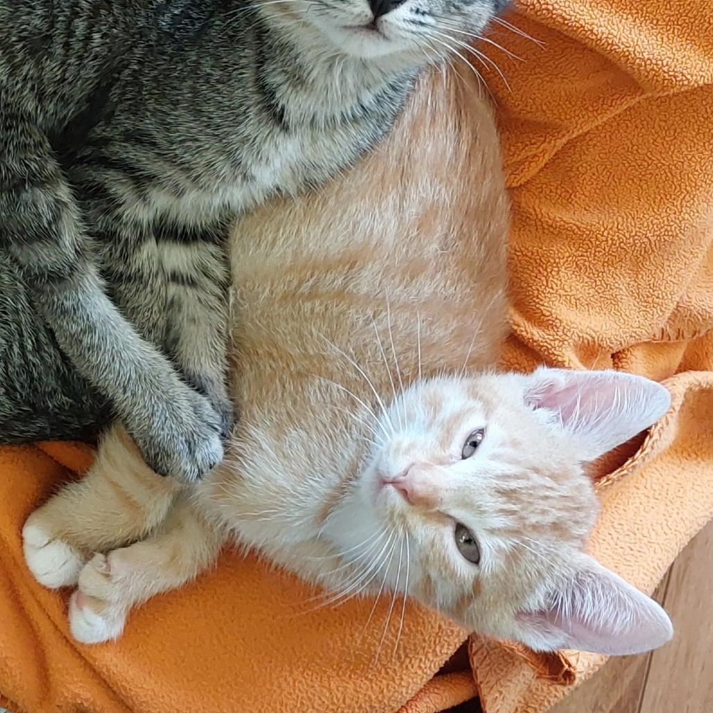 Enlarge Angus (bonded with Fiona), a Adoptable Domestic Short Hair in Santa Rosa, CA image 2/3