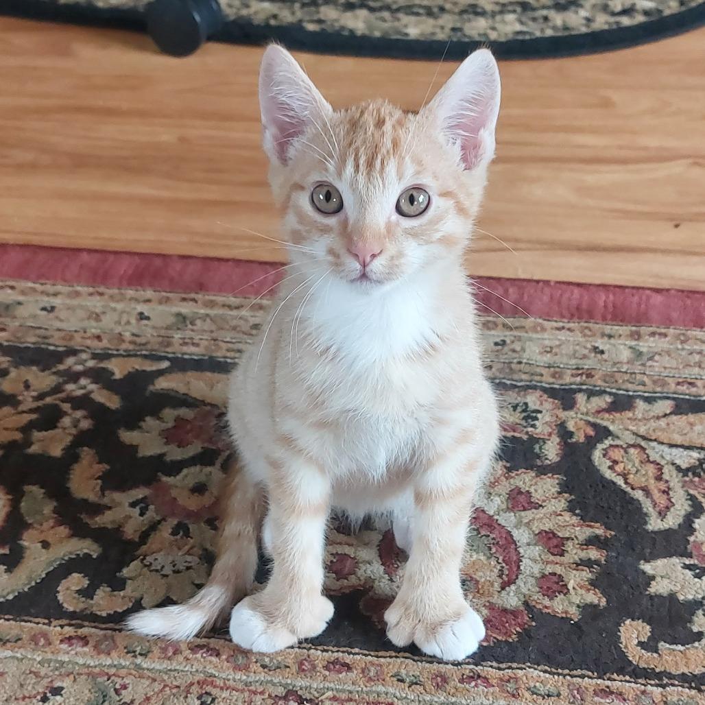 Enlarge Angus (bonded with Fiona), a Adoptable Domestic Short Hair in Santa Rosa, CA image 3/3