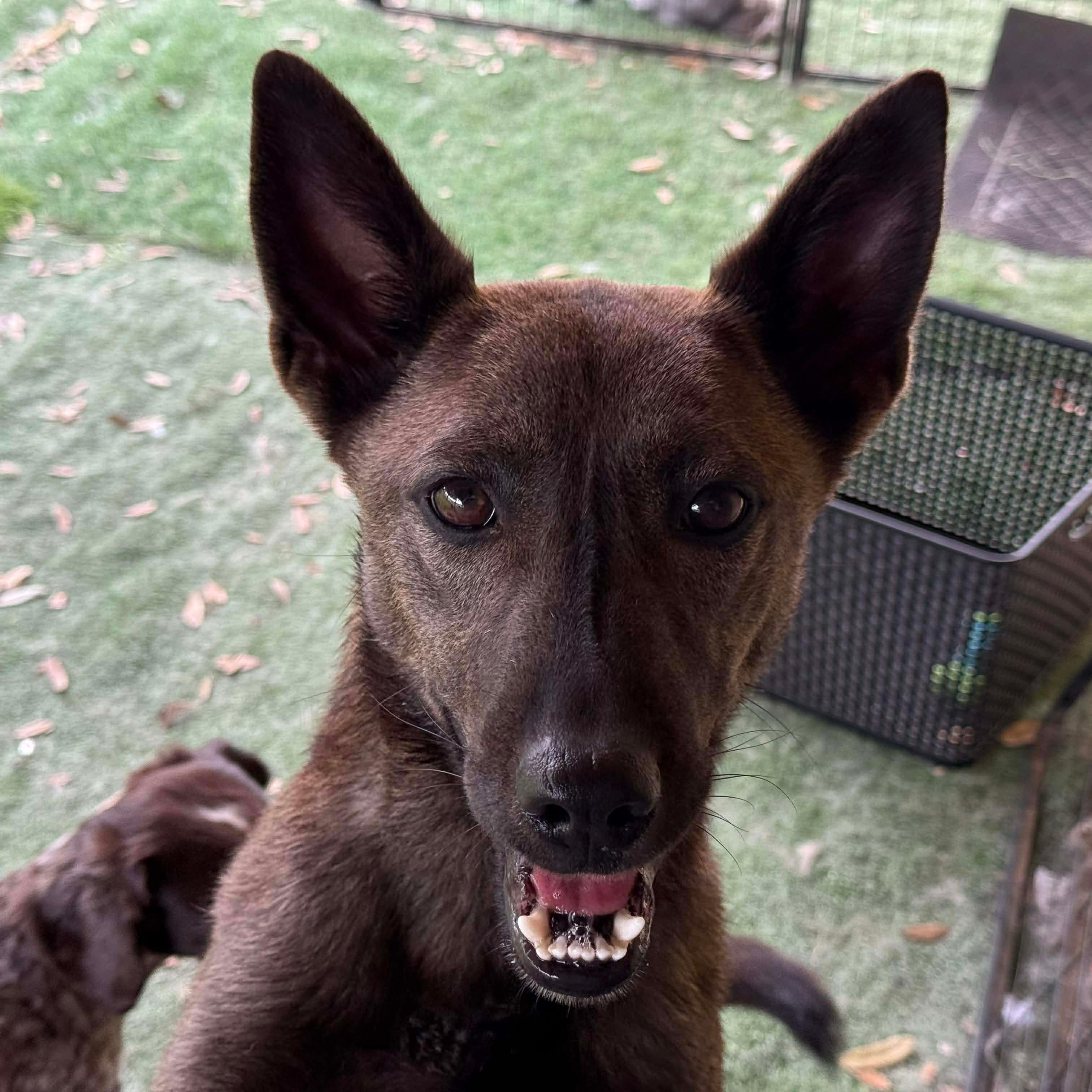 Delo, Adoptable, Young Female Belgian Shepherd / Malinois & Mixed Breed.