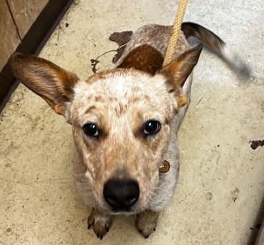 Enlarge Molly, a Adopted Australian Cattle Dog / Blue Heeler in Benton, AR image 1/1