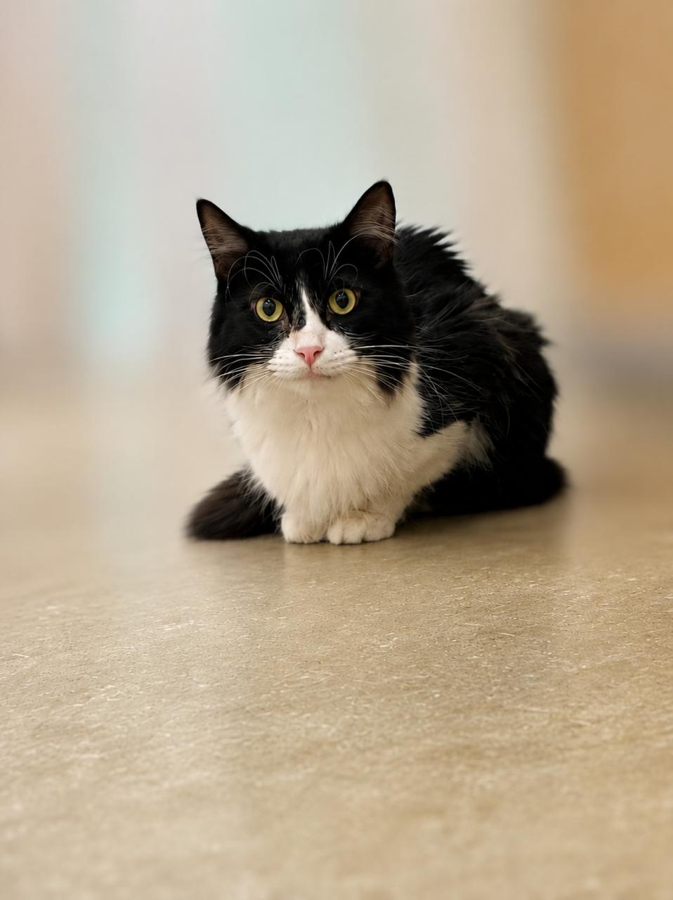 Charlie, an adopted Tuxedo in Los Angeles, CA image 4/6