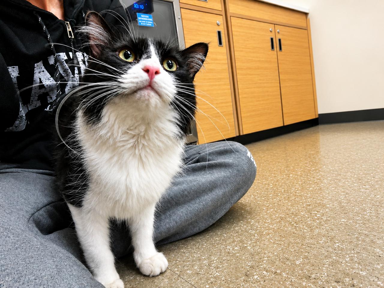 Charlie, an adopted Tuxedo in Los Angeles, CA image 3/6
