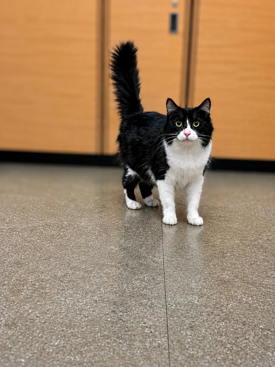 Charlie, an adopted Tuxedo in Los Angeles, CA image 2/6