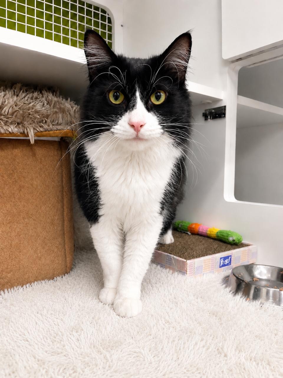 Charlie, adopted, Adult Male Tuxedo.